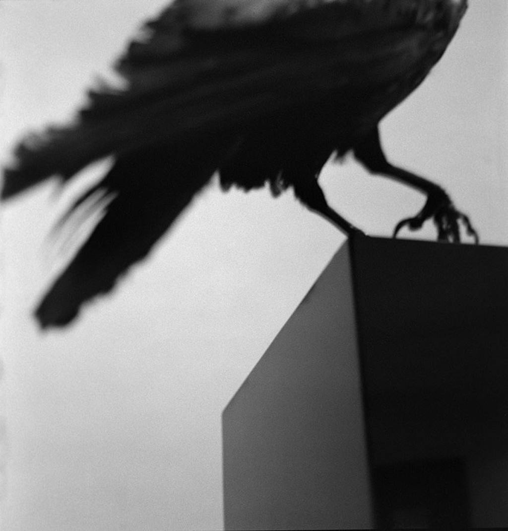 Monologo con un cuervo - © kamel mennour
